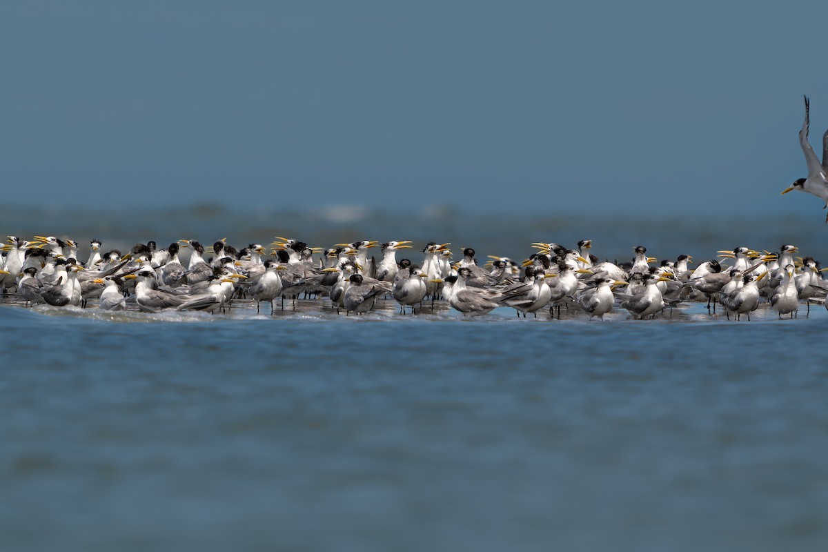 黑嘴端鳳頭燕鷗 - ML646048617