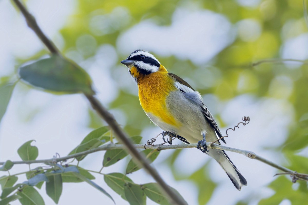 Western Spindalis (Cuban) - ML646048626