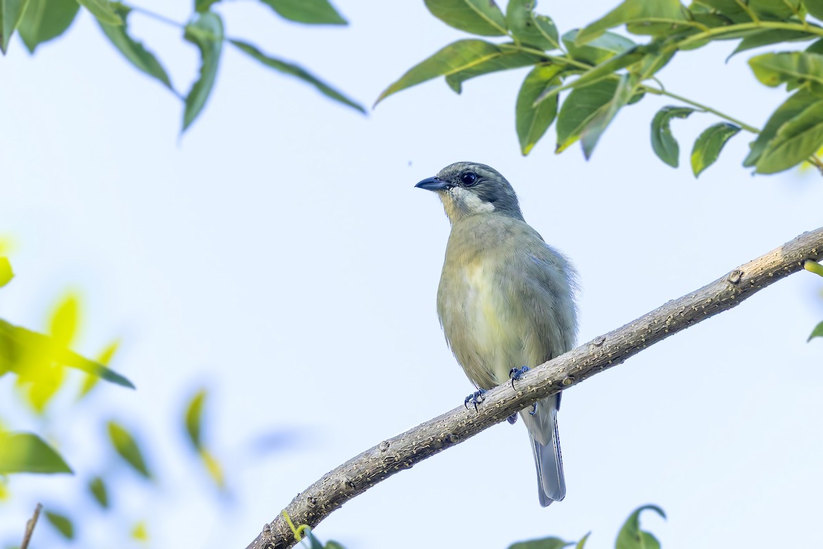 Western Spindalis (Cuban) - ML646048627