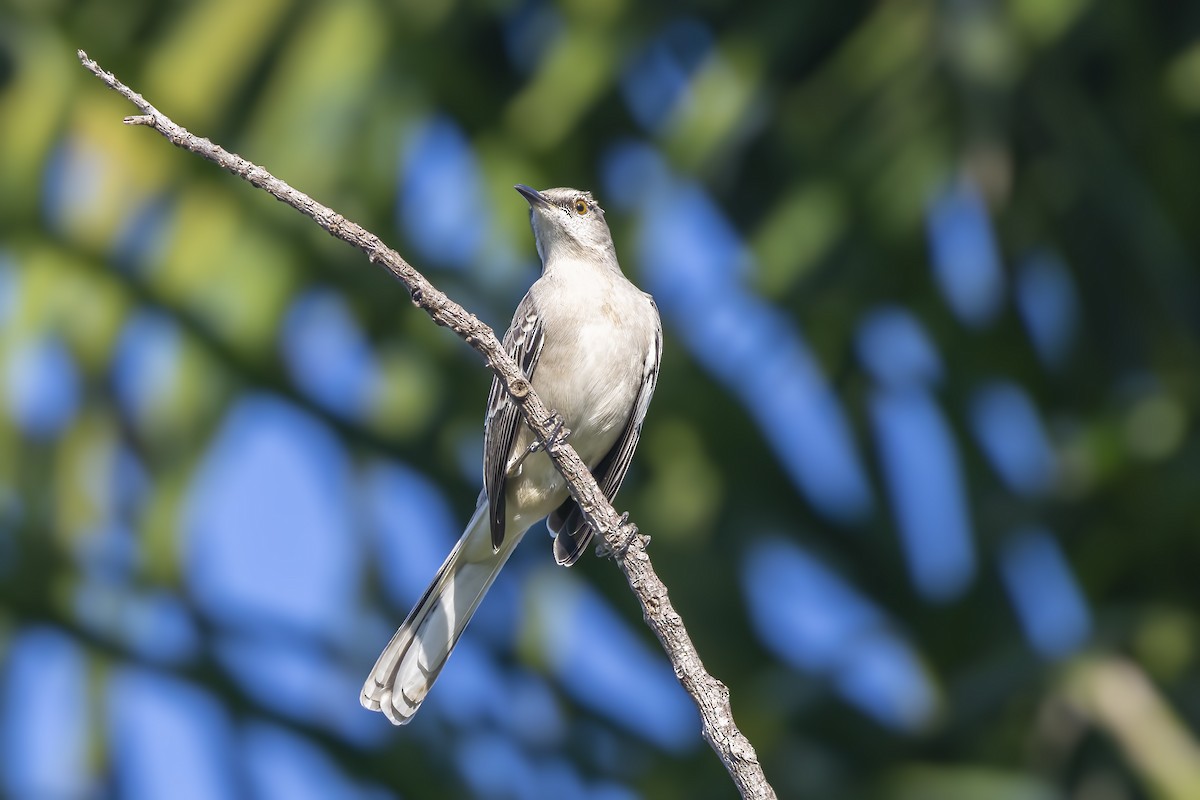 Kuzeyli Taklitçi - ML646048628