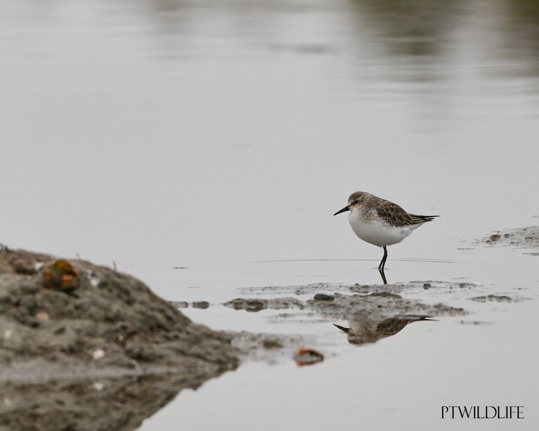 Little Stint - ML646048636
