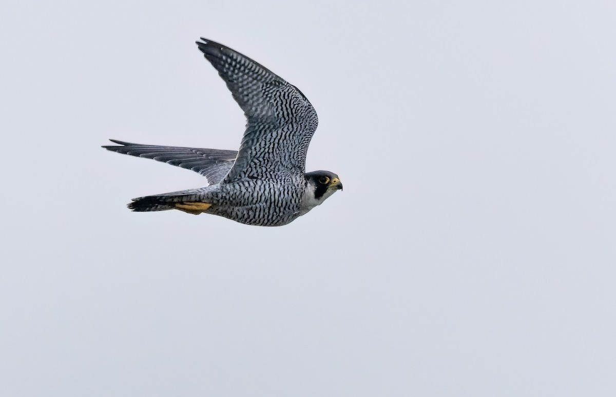 Peregrine Falcon - ML646048639