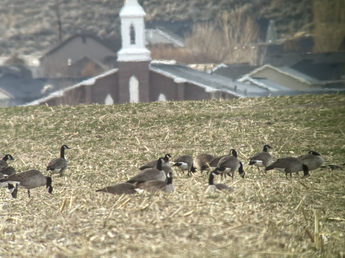 Cackling Goose - ML646048640