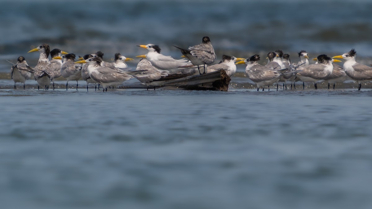 黑嘴端鳳頭燕鷗 - ML646048647