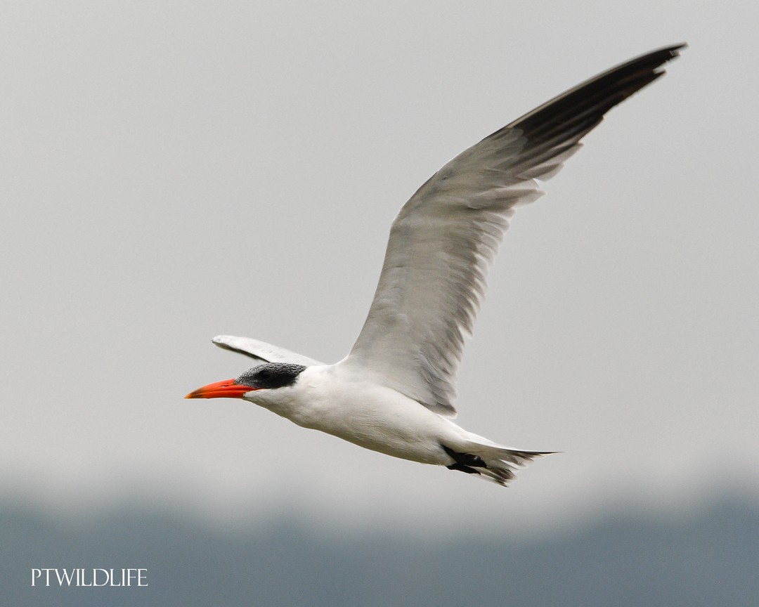 Caspian Tern - ML646048648