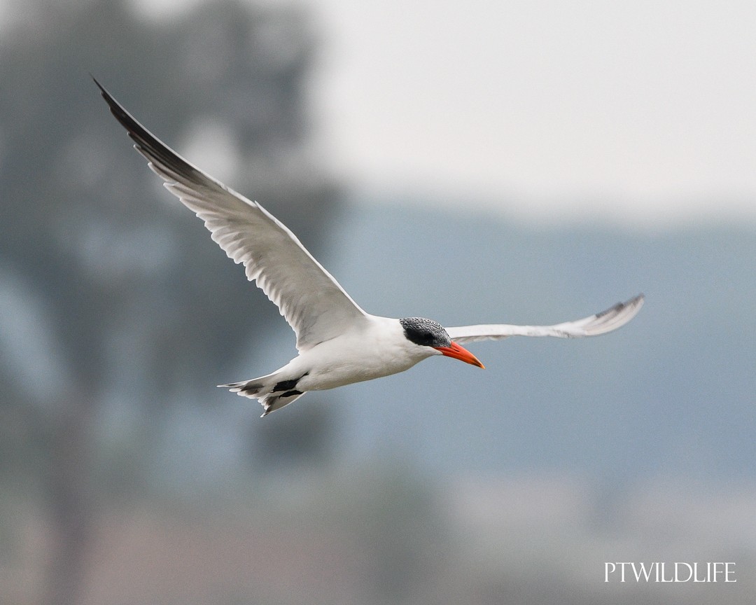 Caspian Tern - ML646048649