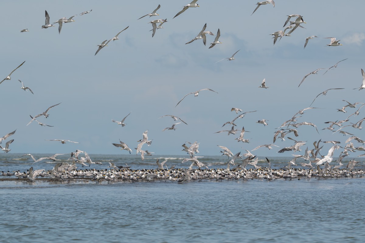 黑嘴端鳳頭燕鷗 - ML646048657