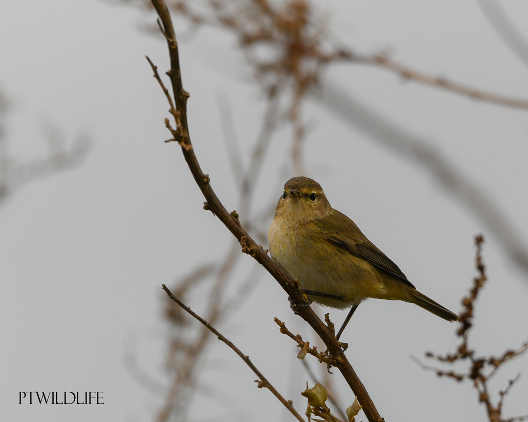 Common Chiffchaff - ML646048659