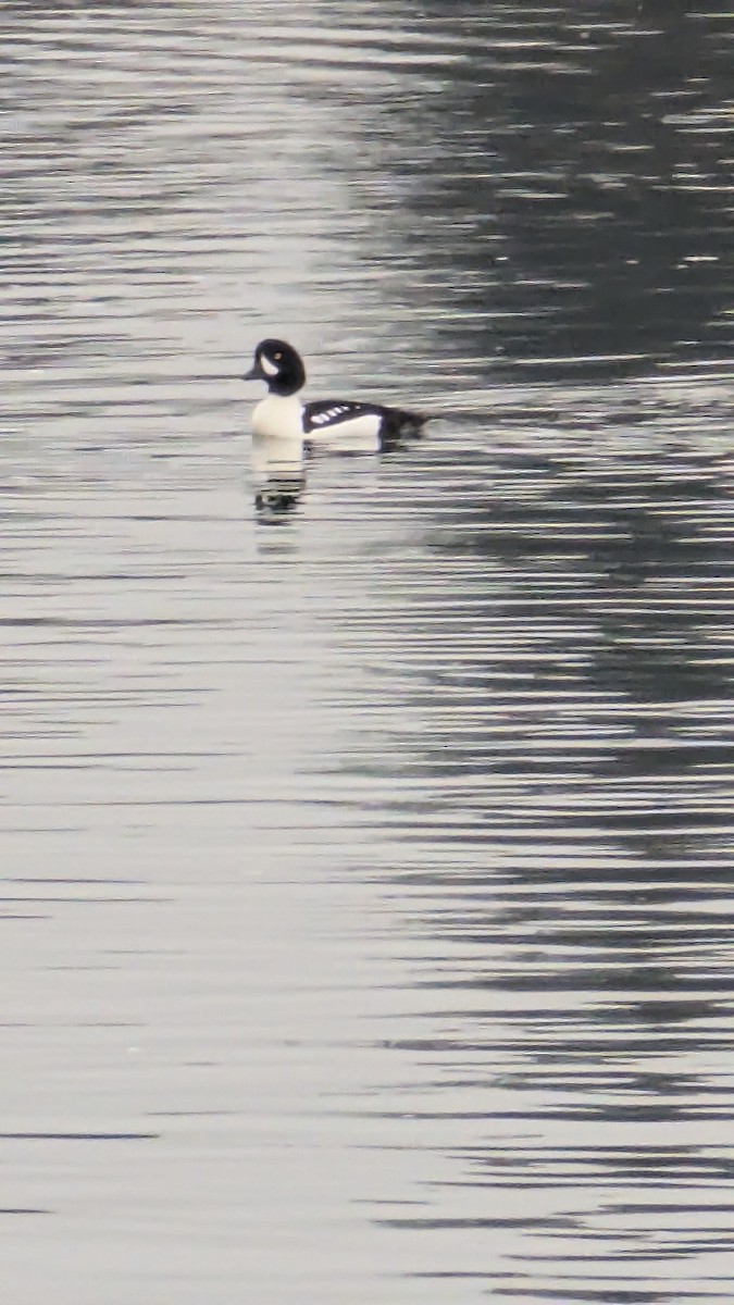 キタホオジロガモ - ML646048662