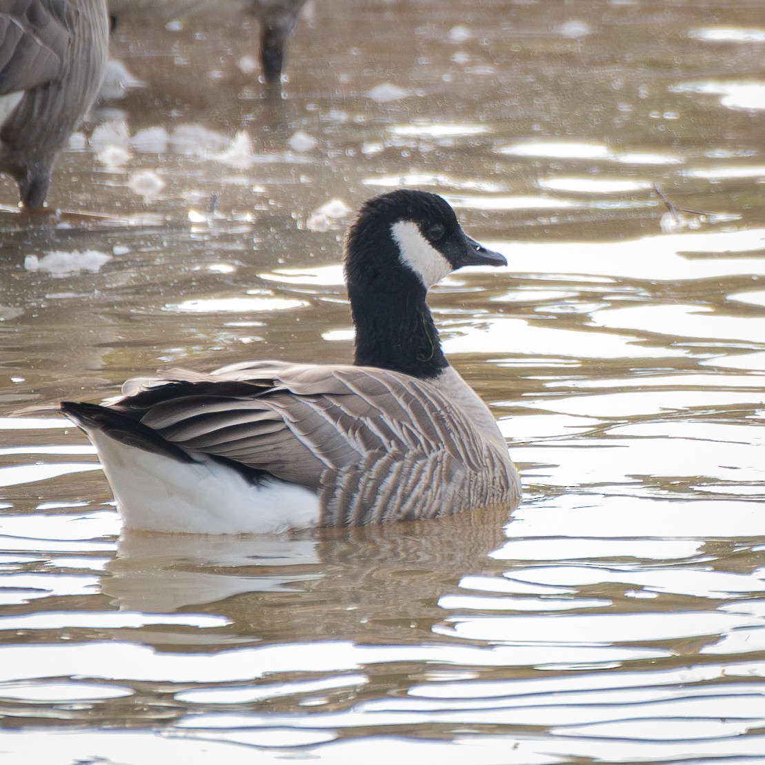 Cackling Goose - ML646048663