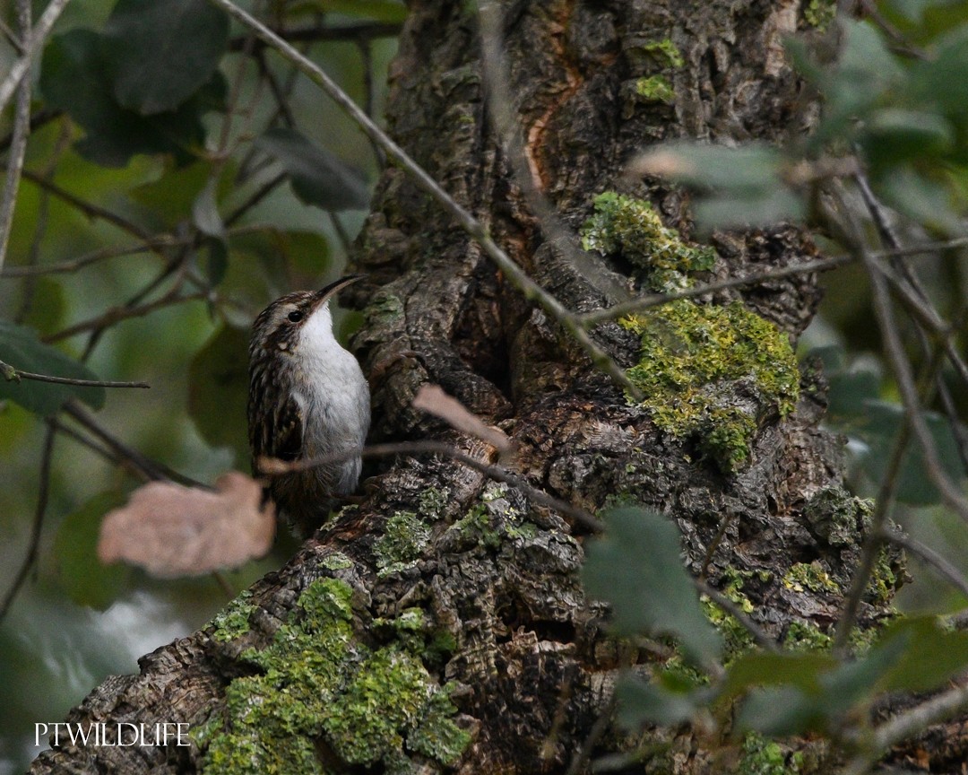 Short-toed Treecreeper - ML646048668