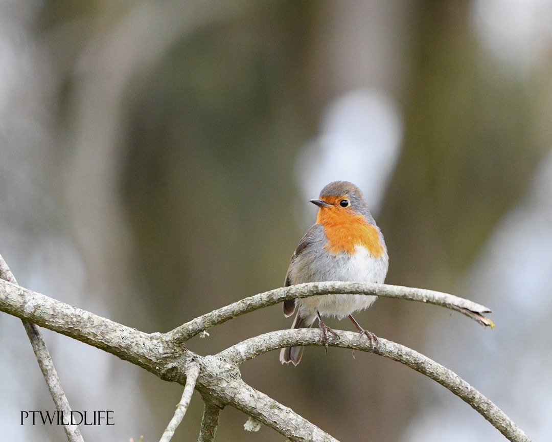 European Robin - ML646048676