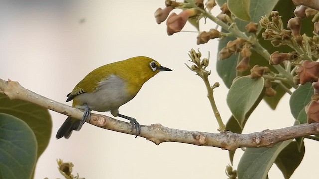 Indian White-eye - ML646048679