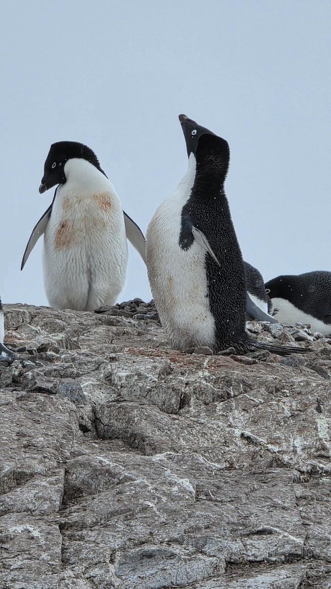 Adelie Penguin - ML646048680