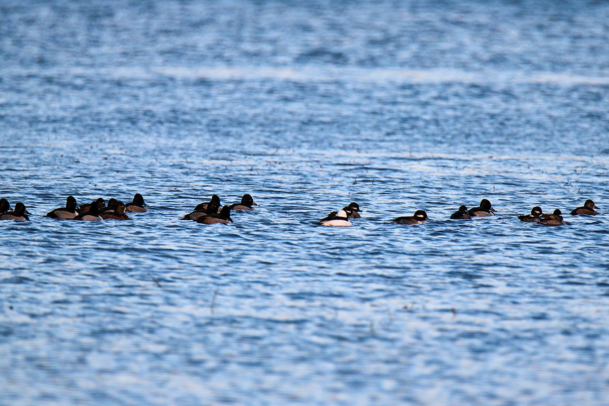 Ring-necked Duck - ML646048685