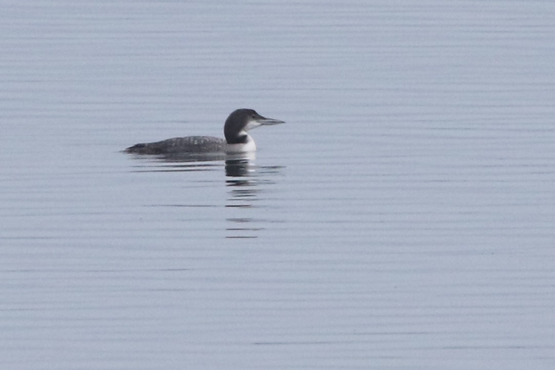Common Loon - ML646048687