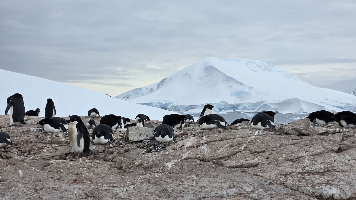 Adelie Penguin - ML646048701