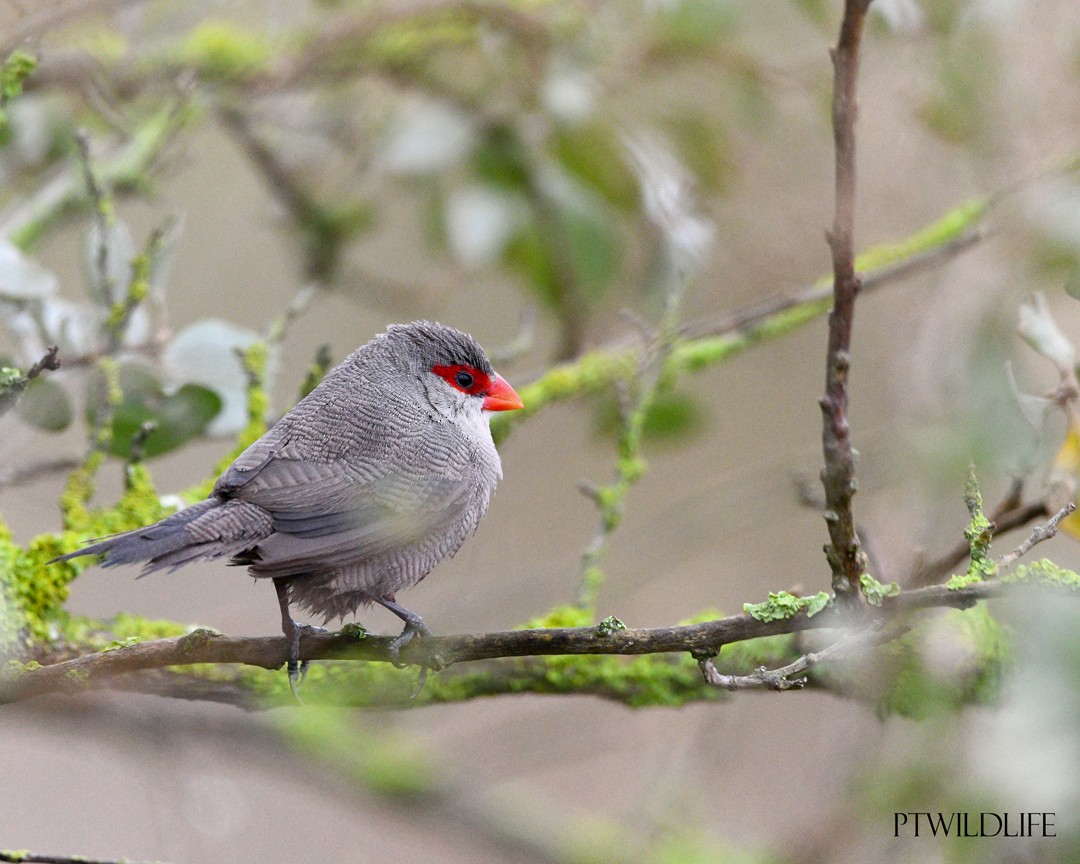 Common Waxbill - ML646048702