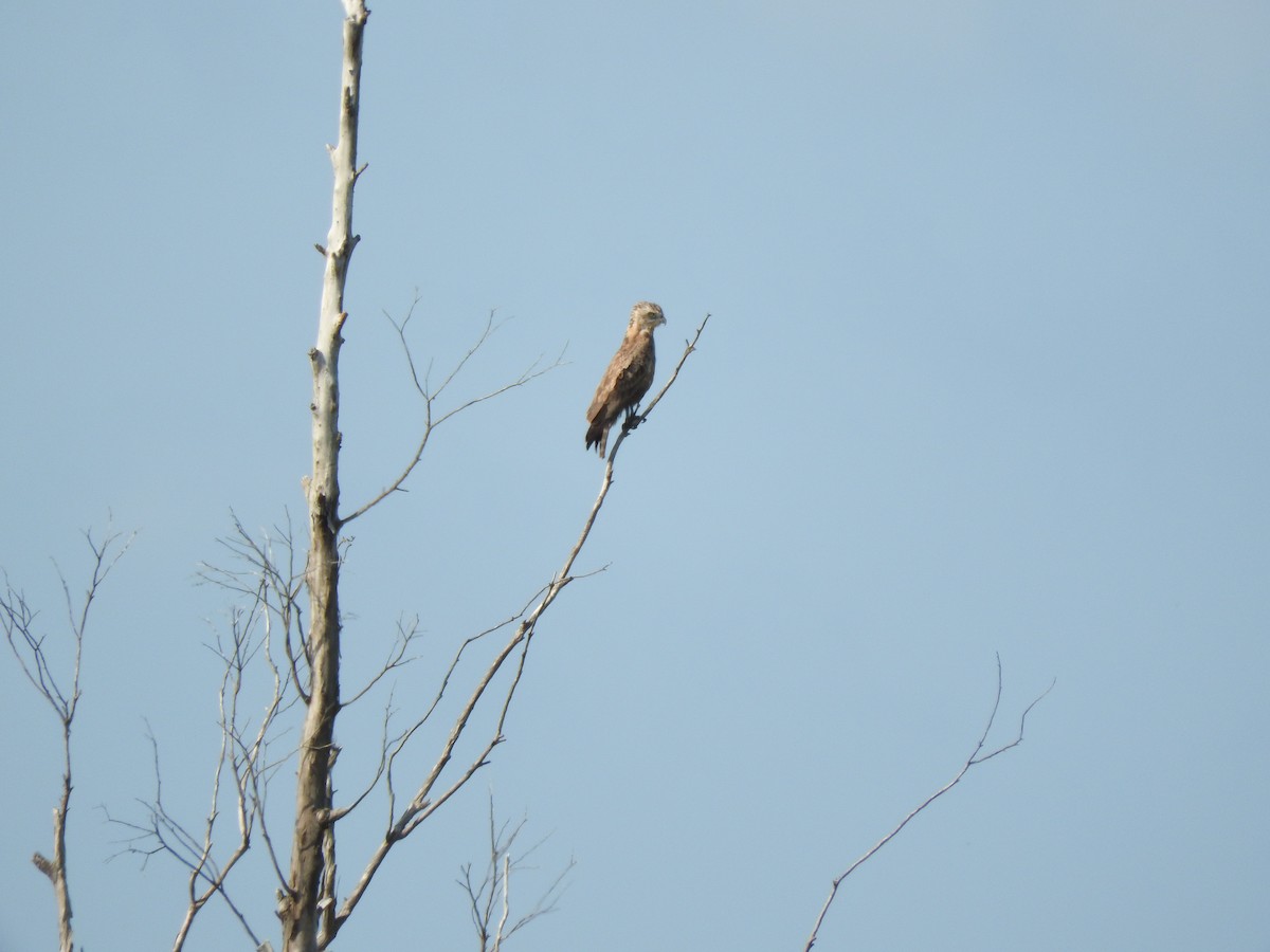 Brown Snake-Eagle - ML646048704