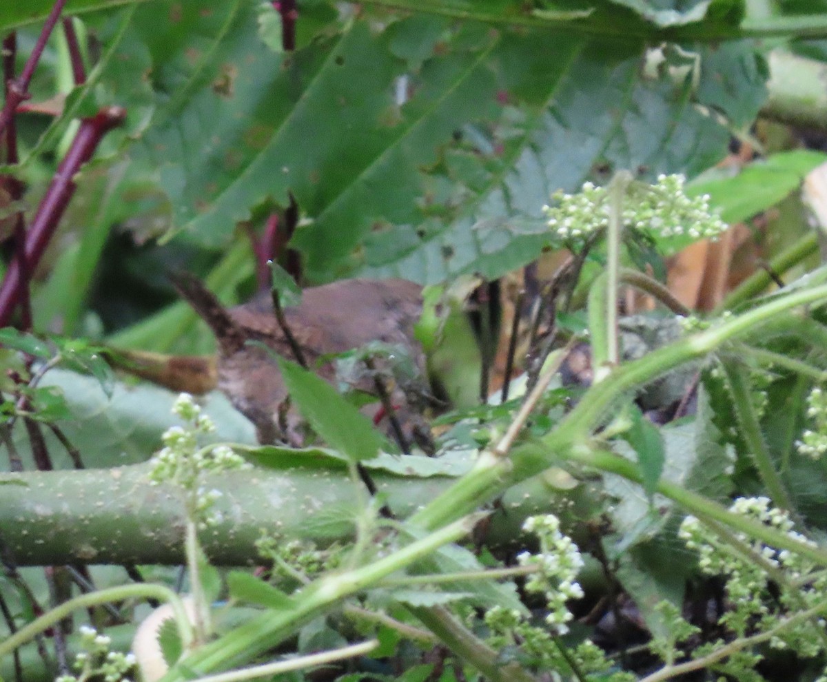 Southern House Wren - ML646048706