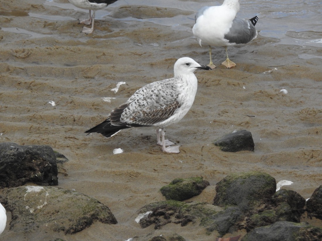 Caspian Gull - ML646048710