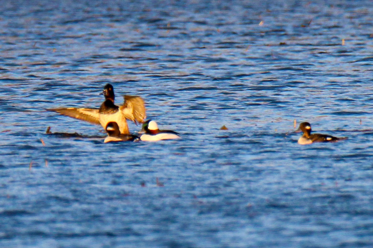 Bufflehead - ML646048711
