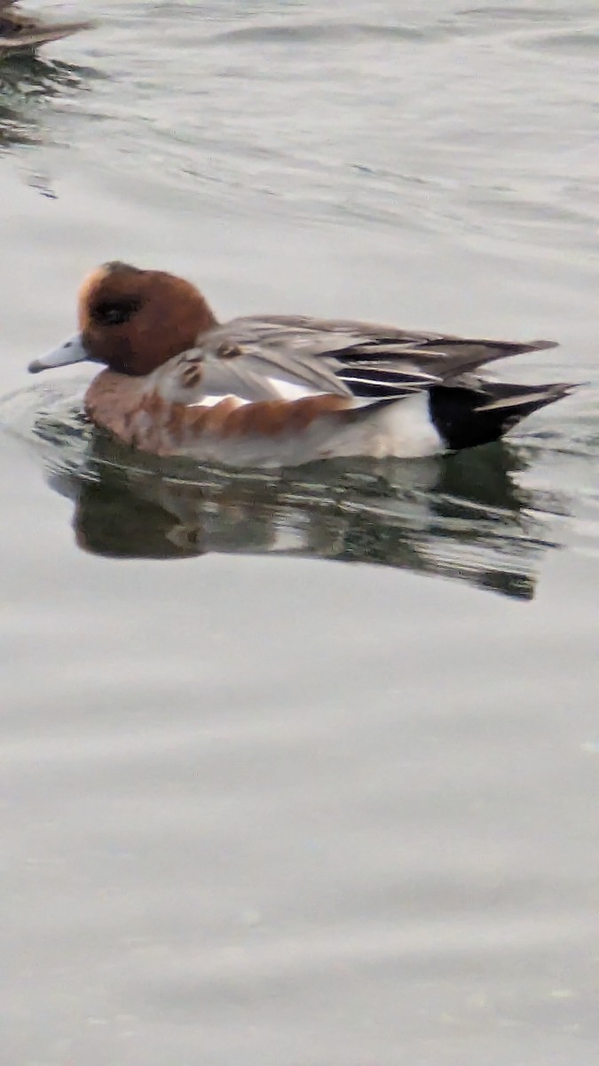 Eurasian Wigeon - ML646048712