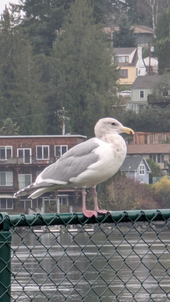 Glaucous-winged Gull - ML646048730