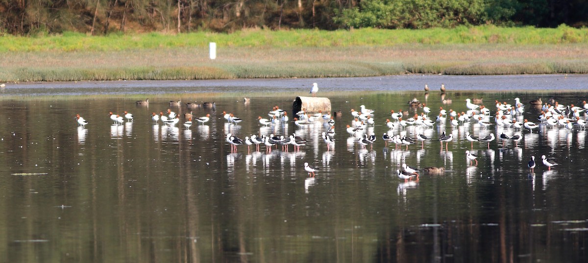 Red-necked Avocet - ML646048734