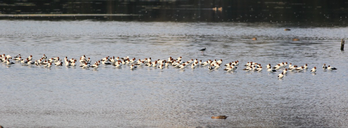 Red-necked Avocet - ML646048735