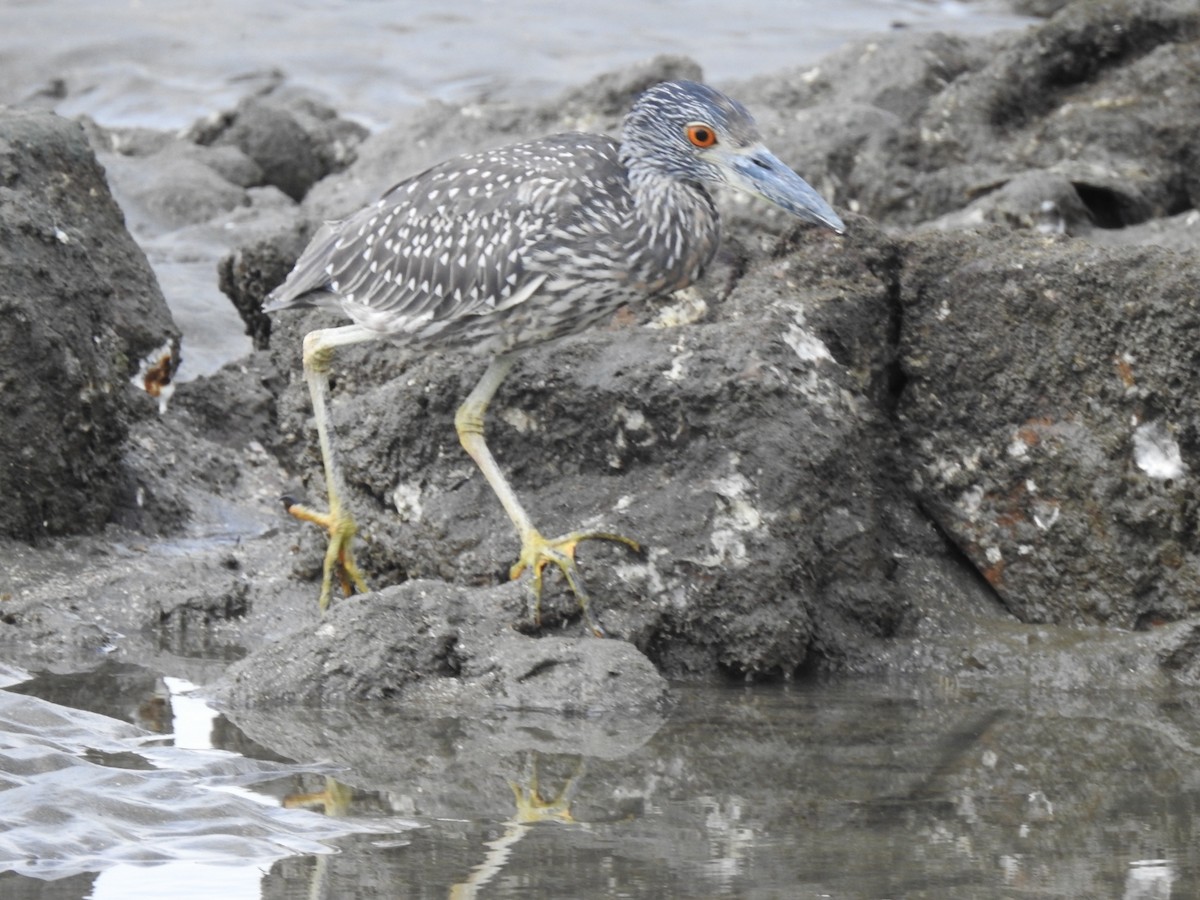 kvakoš žlutočelý - ML646048736