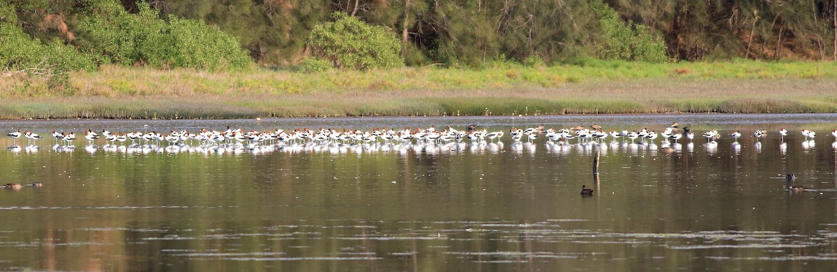 Red-necked Avocet - ML646048737
