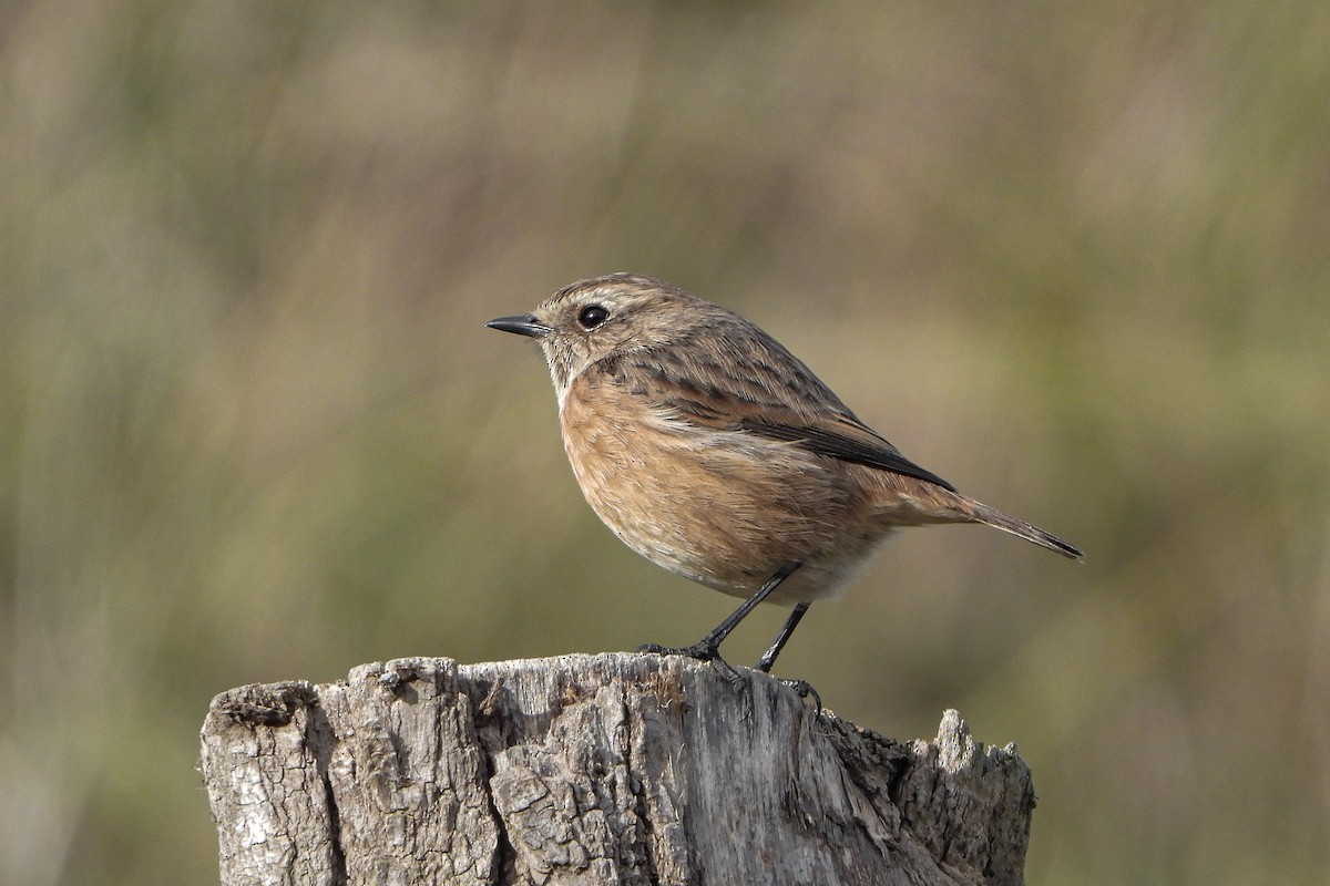 European Stonechat - ML646048738