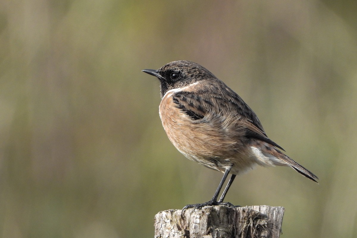 European Stonechat - ML646048739