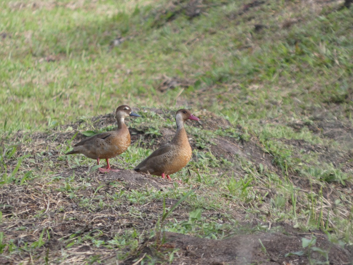 Brazilian Teal - ML646048740