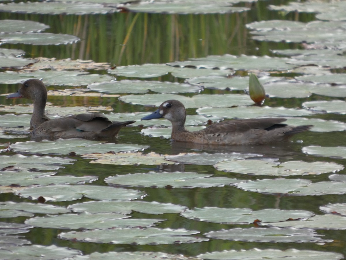 Brazilian Teal - ML646048741