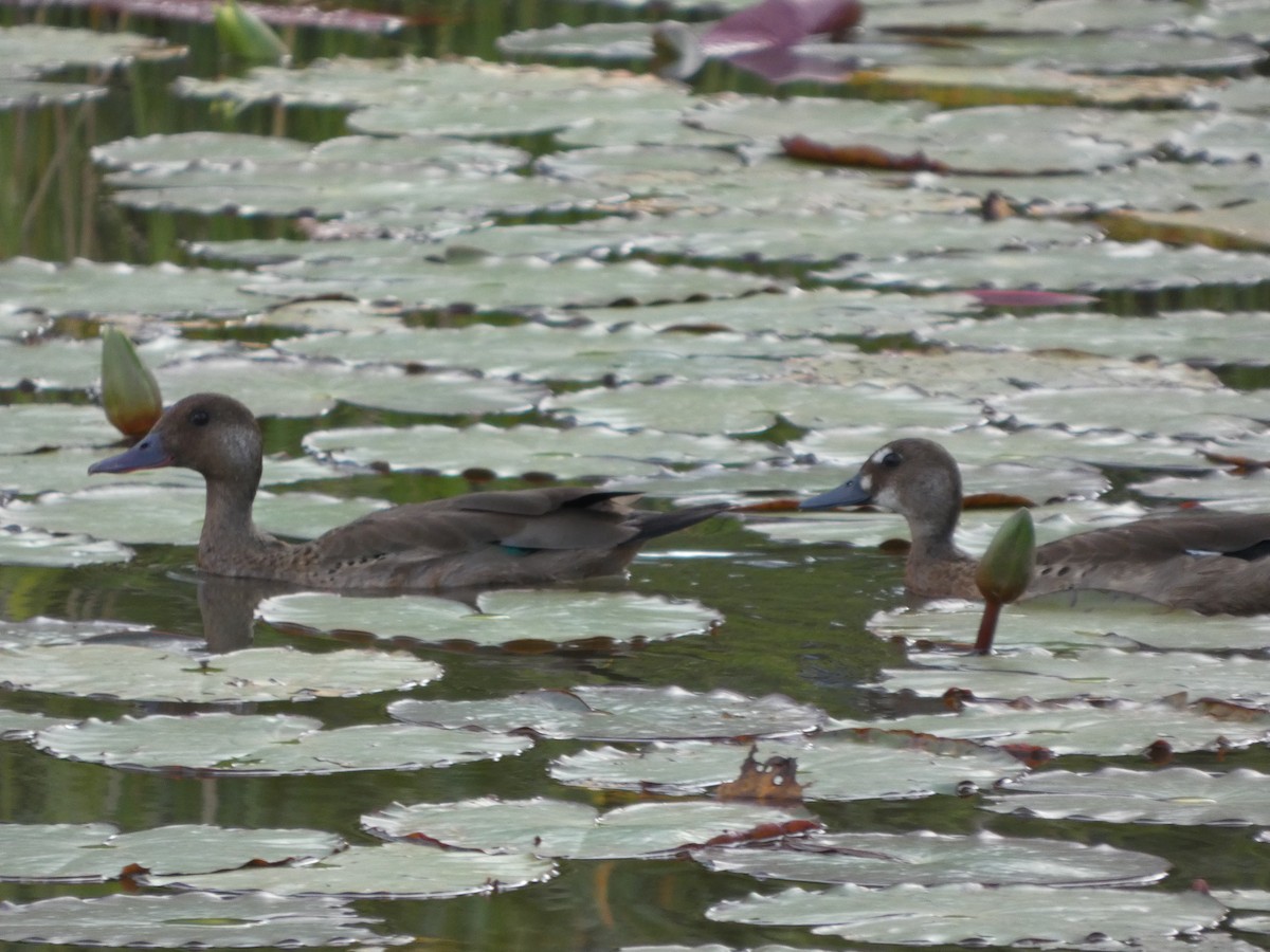 Brazilian Teal - ML646048742