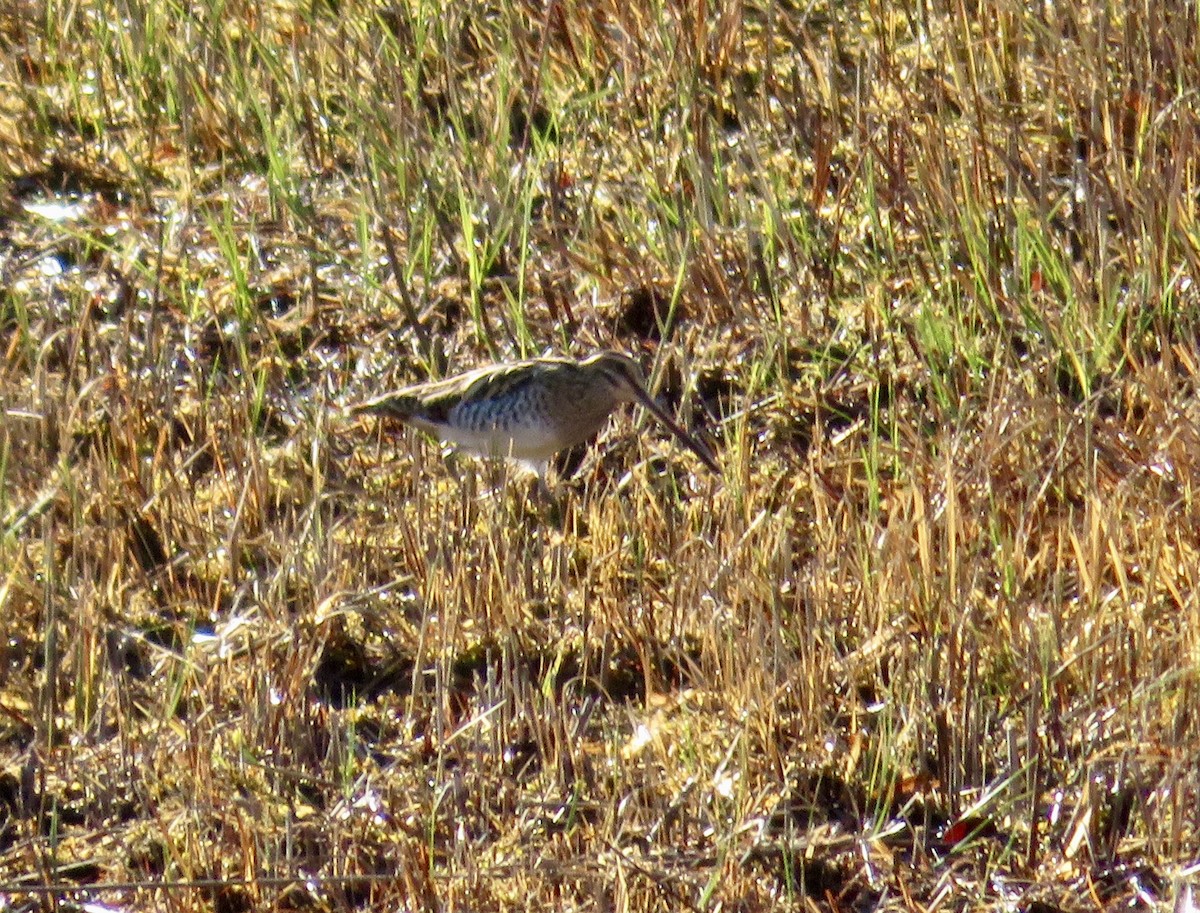 田鷸 - ML646048759