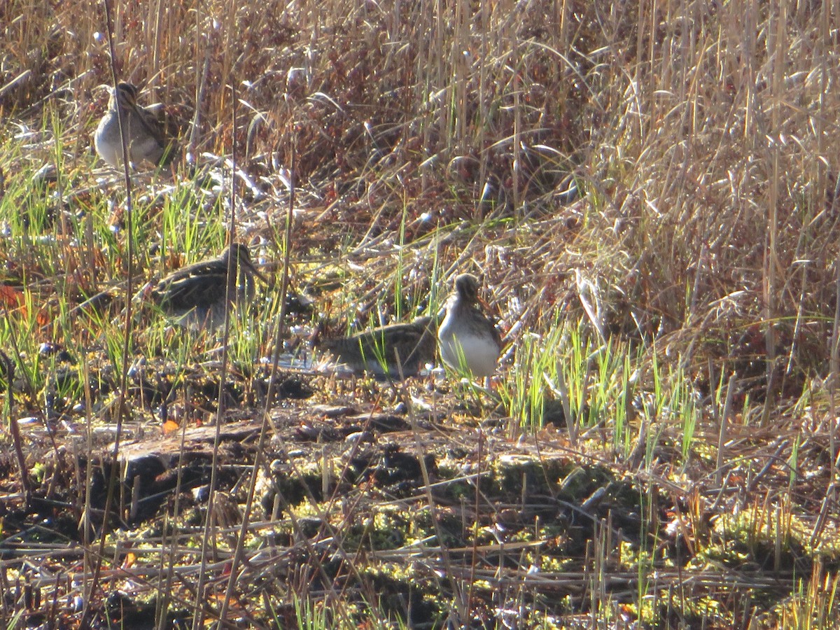 田鷸 - ML646048760