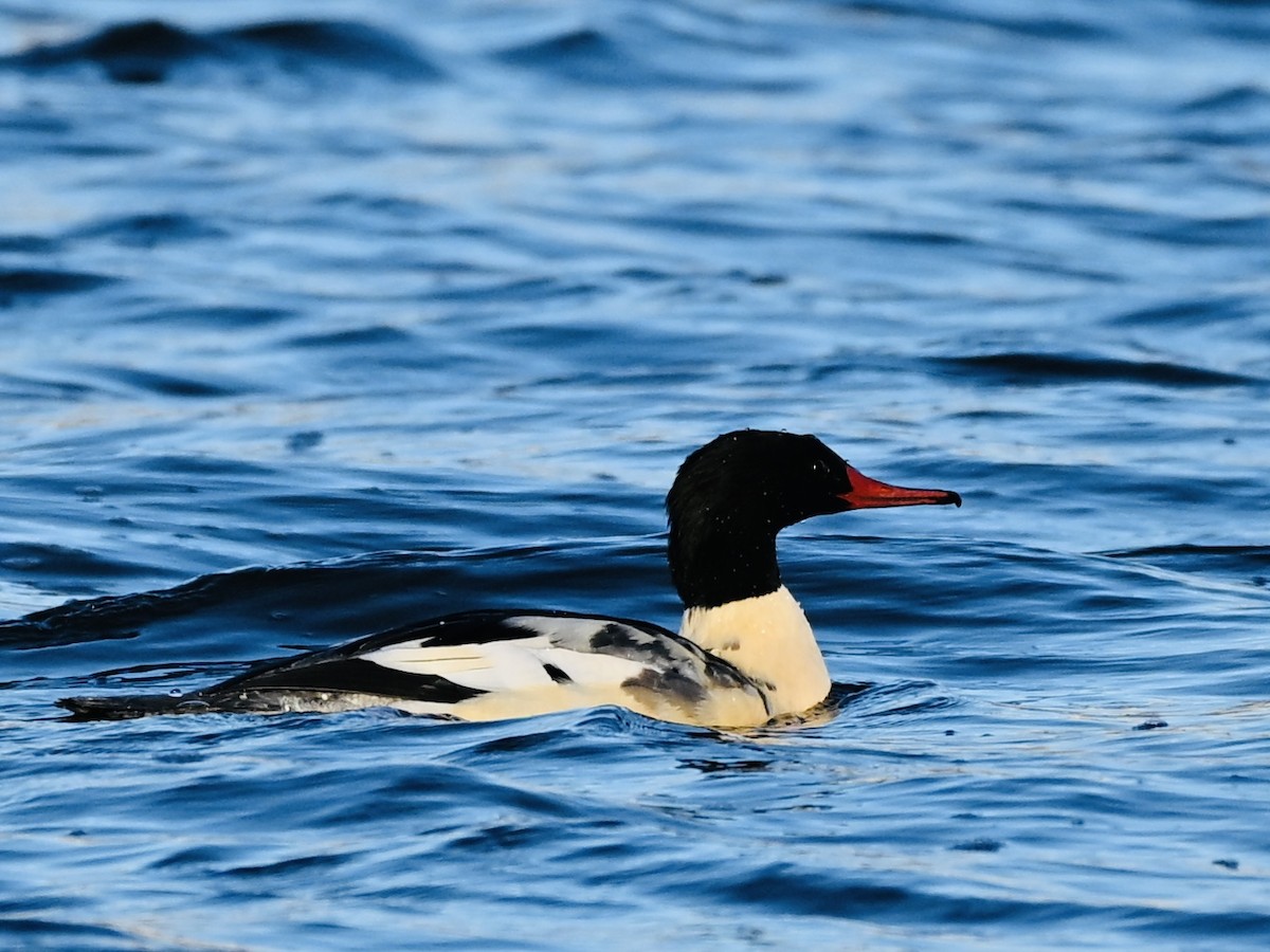 Common Merganser - ML646048761