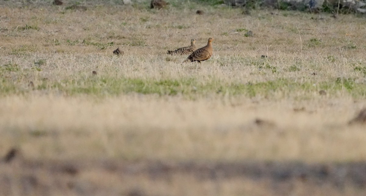 Ganga Moruna - ML646048770