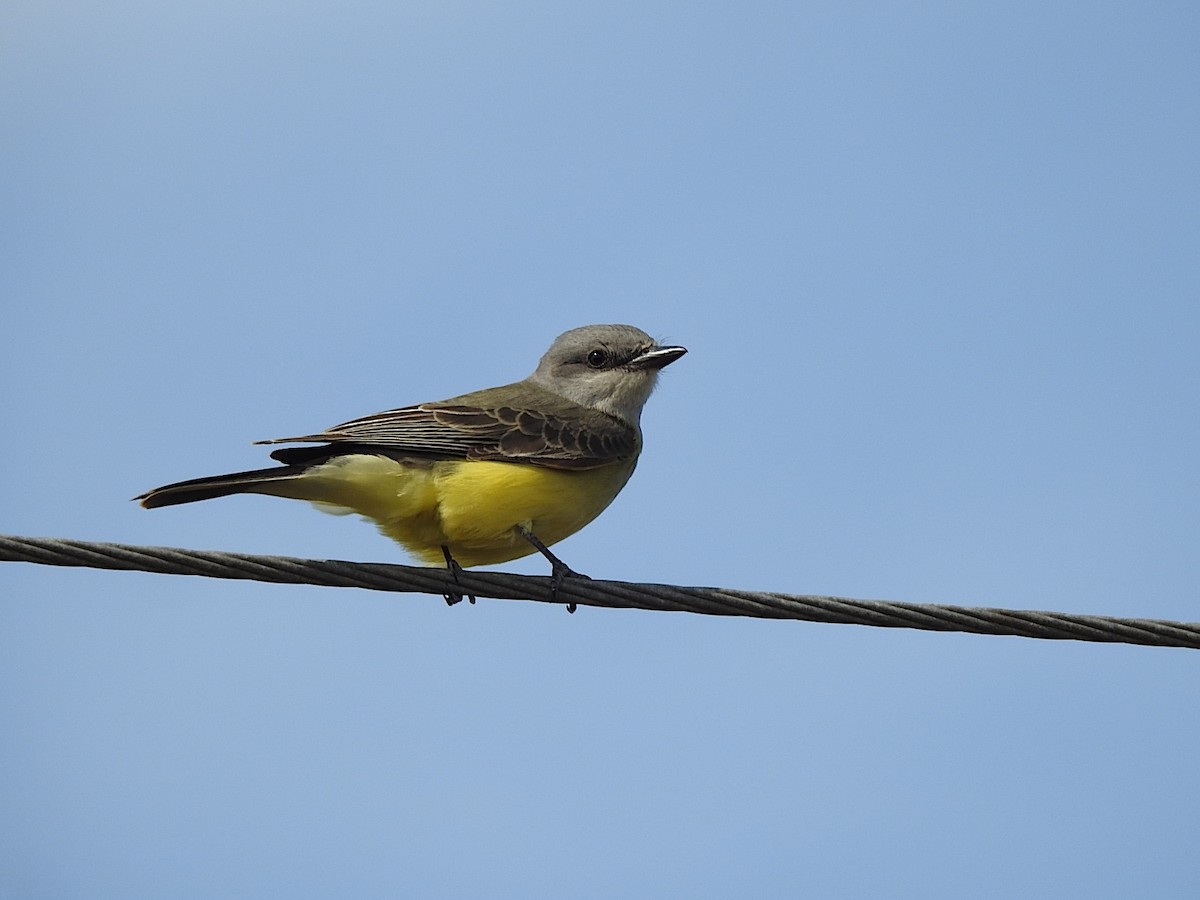 Western Kingbird - ML646048777