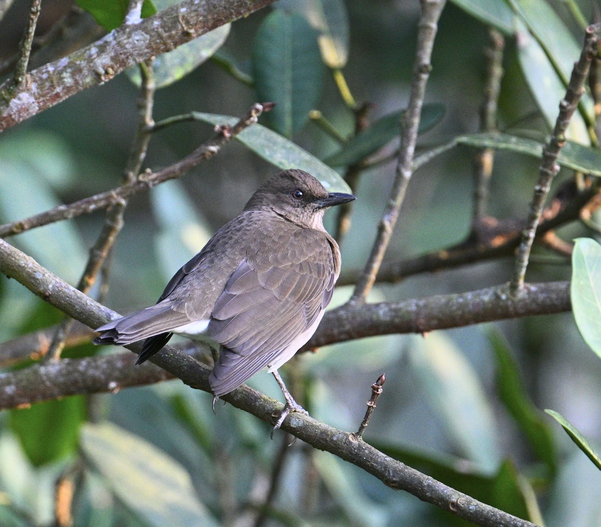 Black-billed Thrush - ML646048778