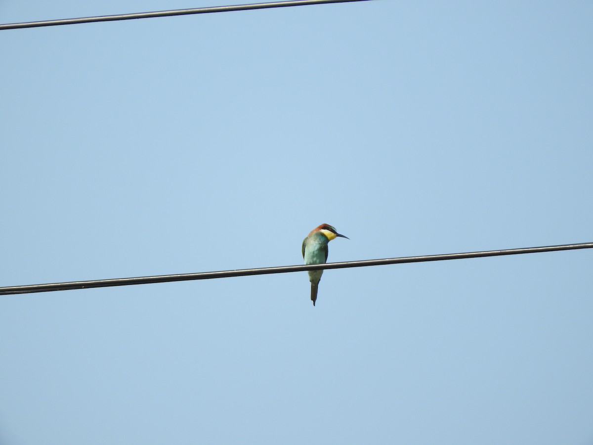 European Bee-eater - ML646048779