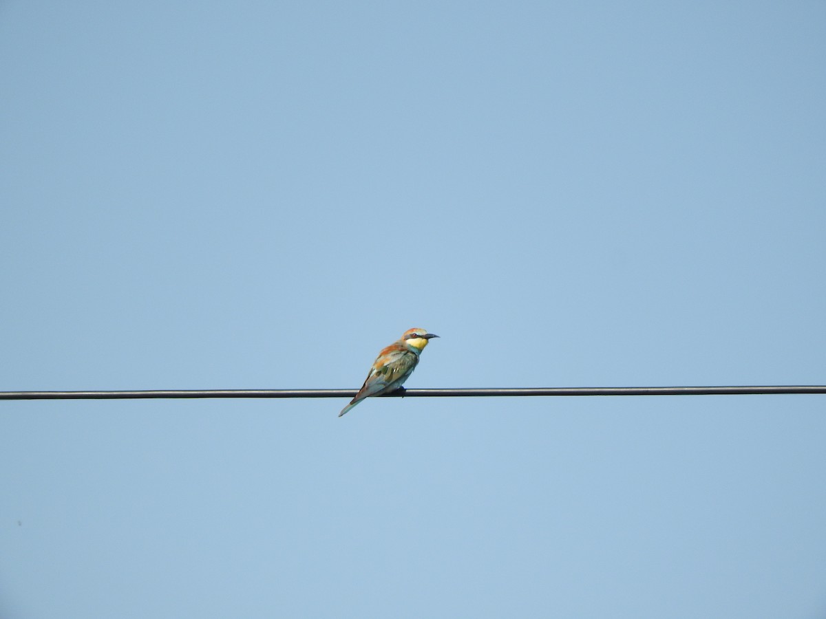 European Bee-eater - ML646048780