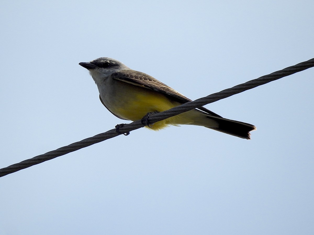 Western Kingbird - ML646048782
