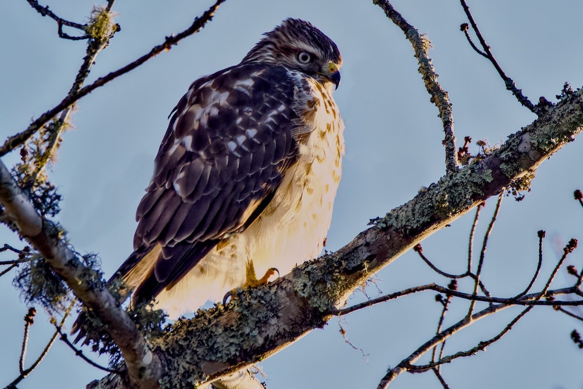 Red-shouldered Hawk - ML646048800