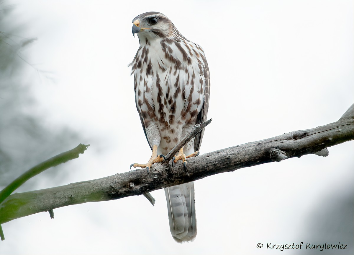 Gray Hawk - ML646048809