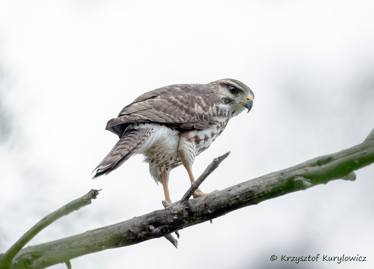 Gray Hawk - ML646048810