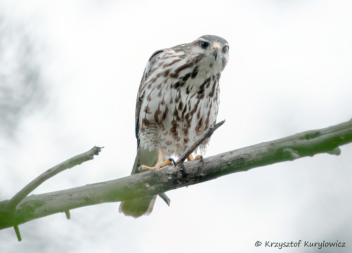 Gray Hawk - ML646048811